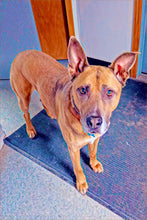 Load image into Gallery viewer, 16"x16" Pet Canvas Print - (Frame Available)