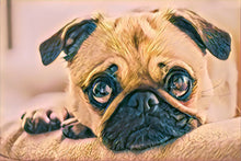 Load image into Gallery viewer, 24&quot;x36&quot; Pet Canvas Print - (Frame Available)
